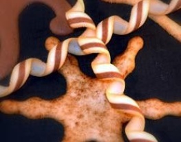 recepten_vandaag_franse_chocolade_koekjes